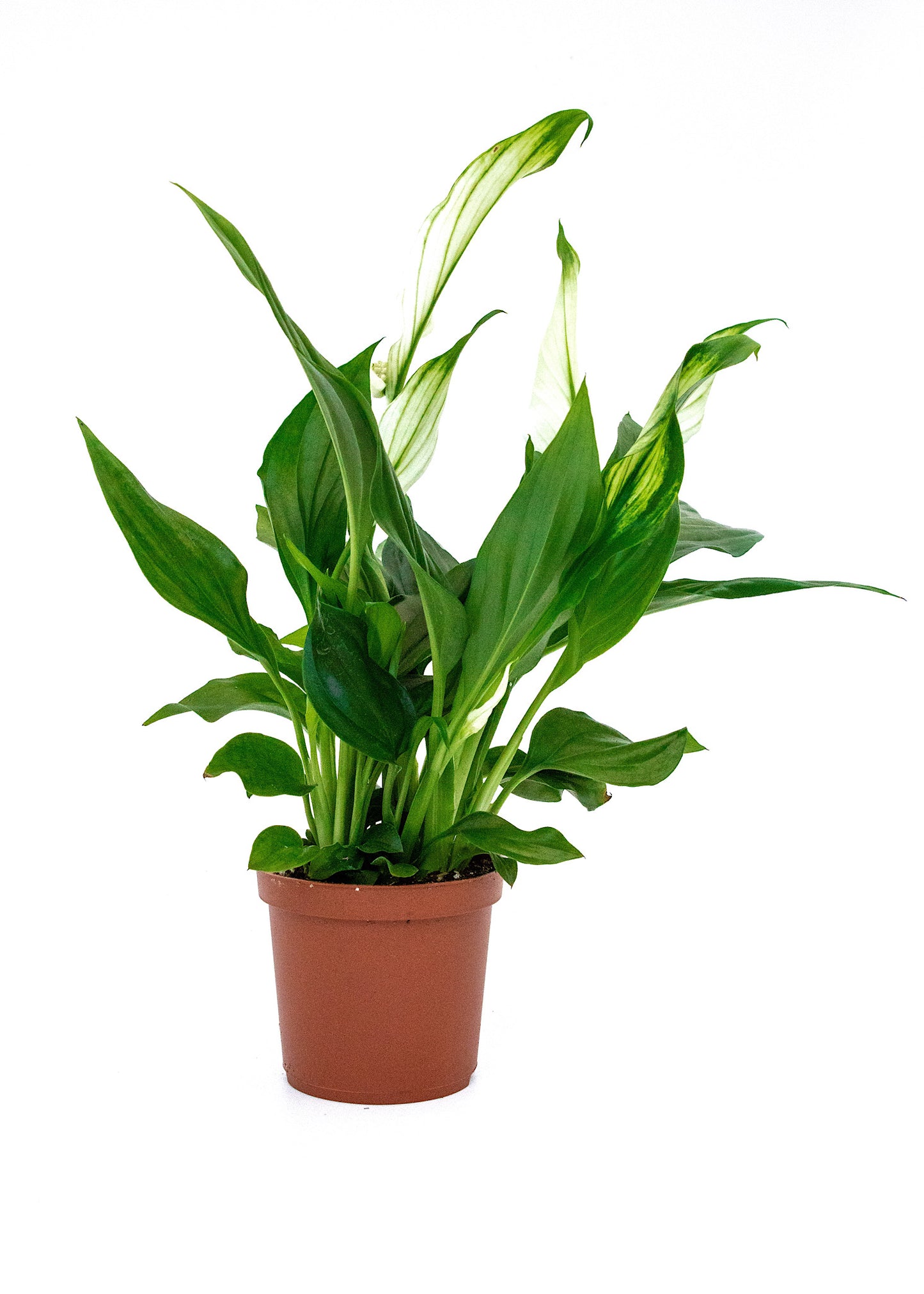 Spathiphyllum wallisii (Peace Lily)