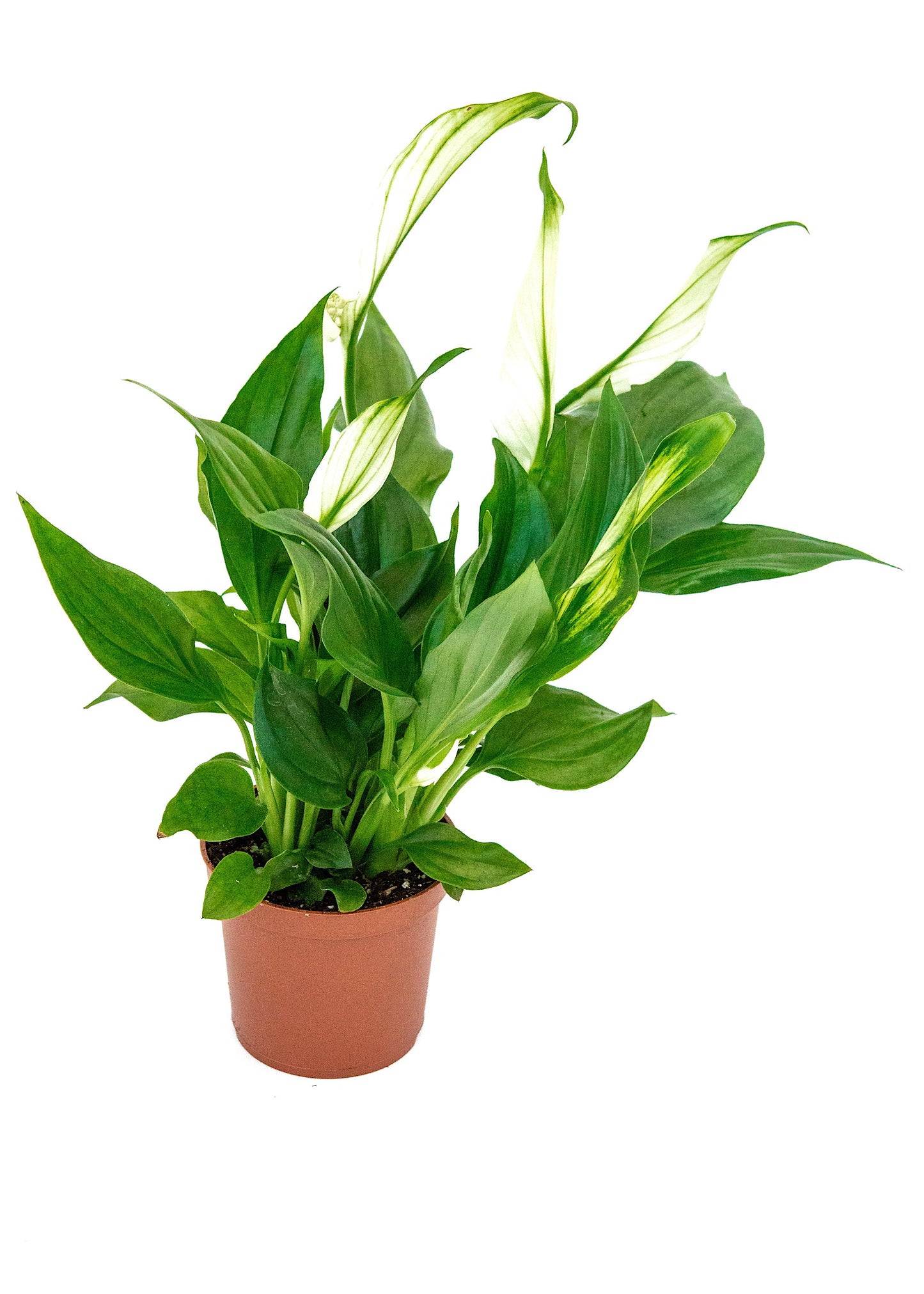 Spathiphyllum wallisii (Peace Lily)