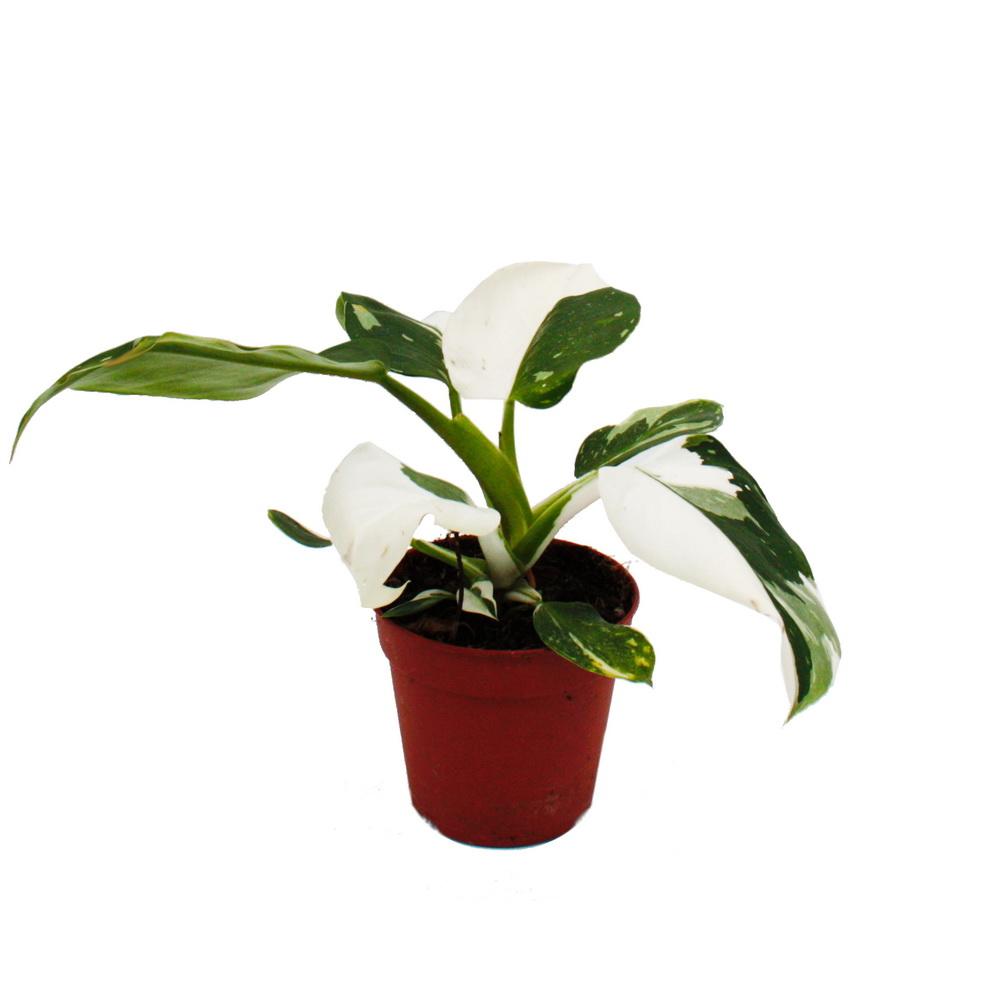 Philodendron White Princess