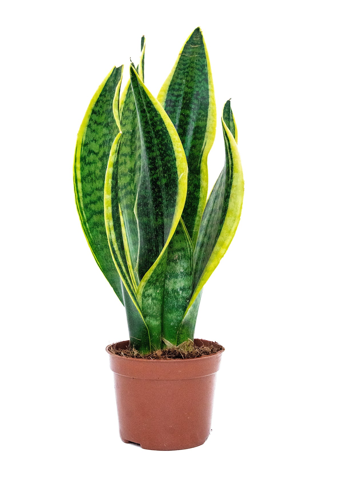 Sansevieria Snake plant (yellow & green)