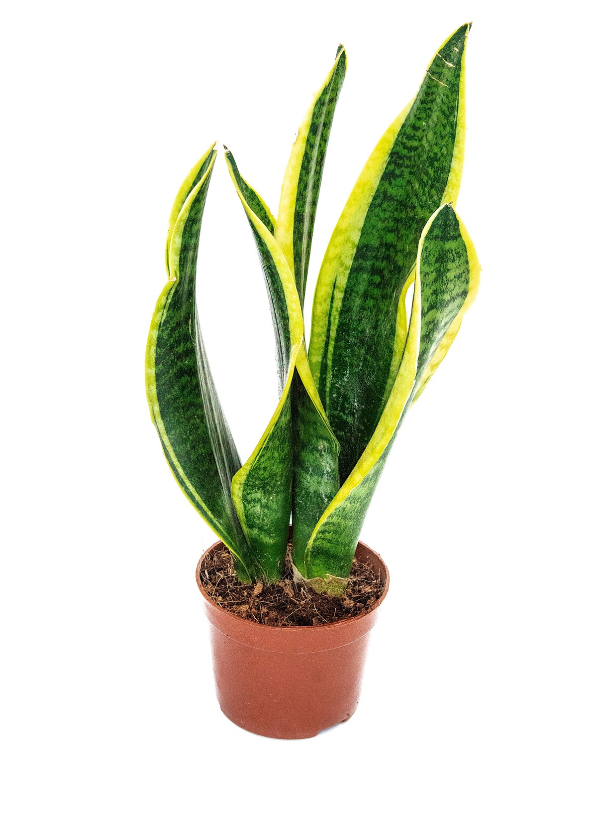 Sansevieria Snake plant (yellow & green)