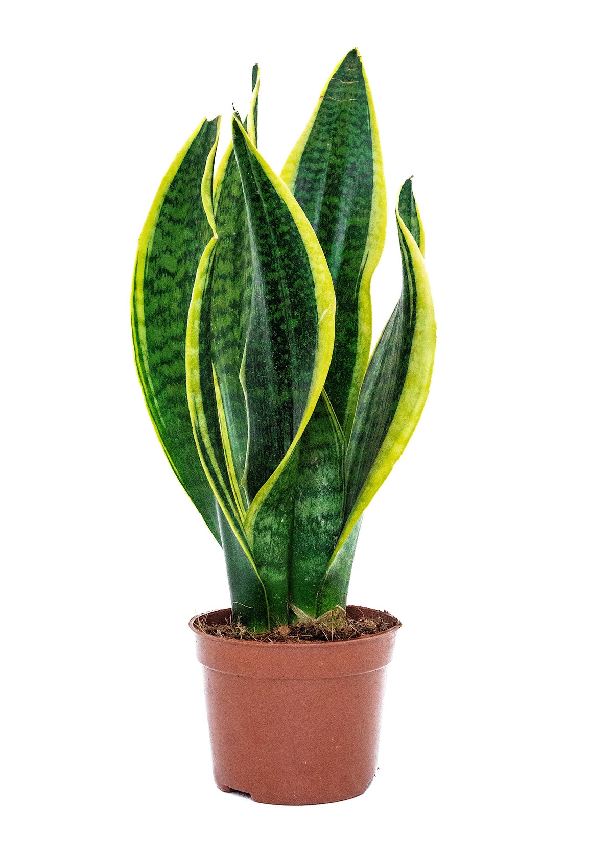 Sansevieria Snake plant (yellow & green)