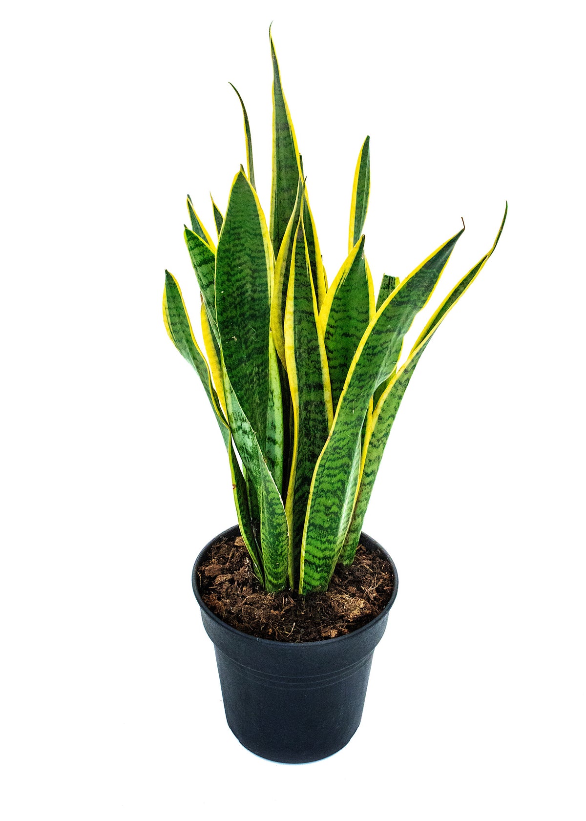 Sansevieria Snake plant (yellow & green)