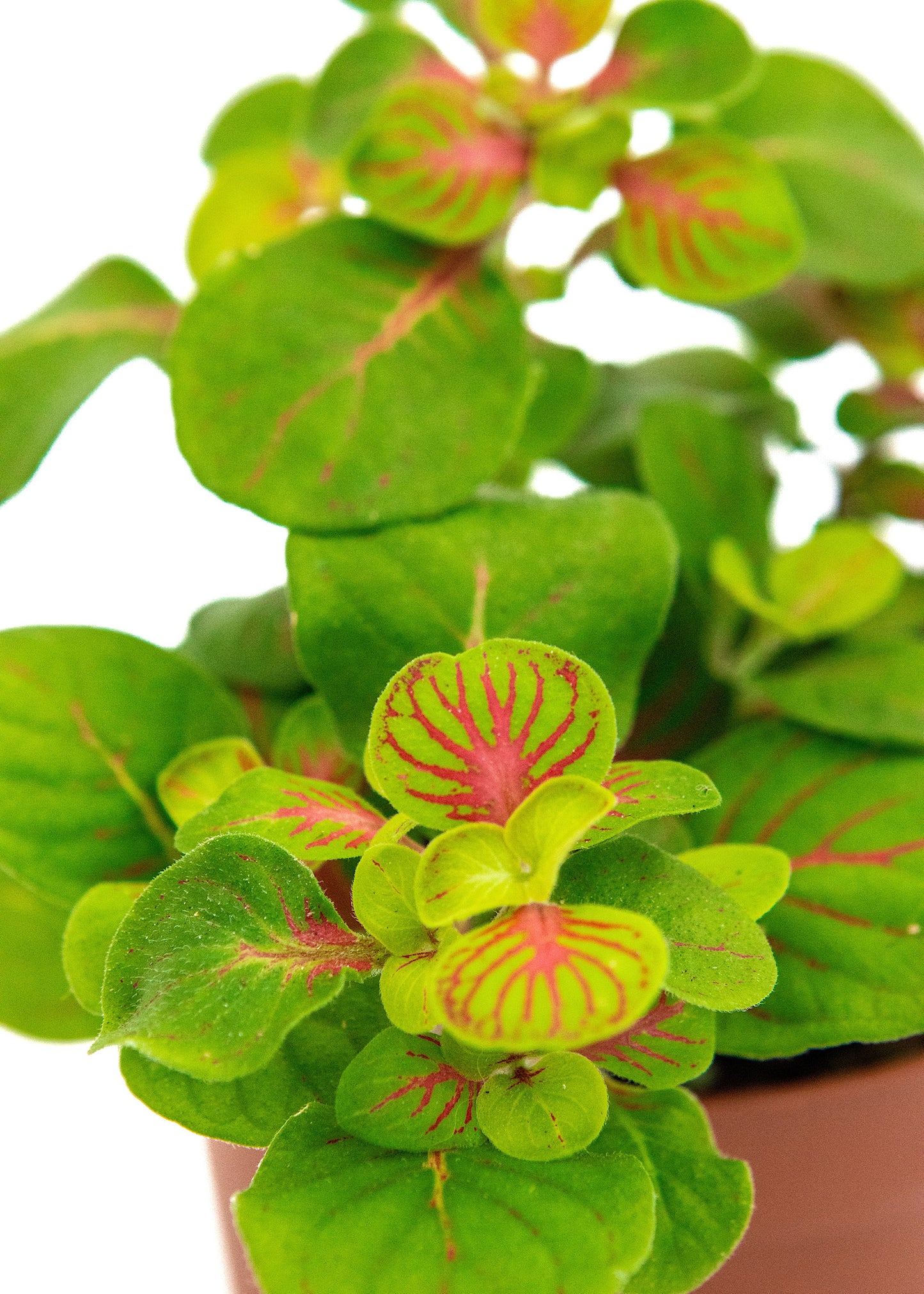 Fittonia Skeleton (Nerve plant)