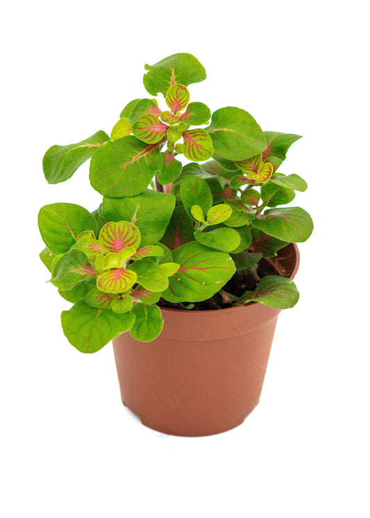 Fittonia Skeleton (Nerve plant)
