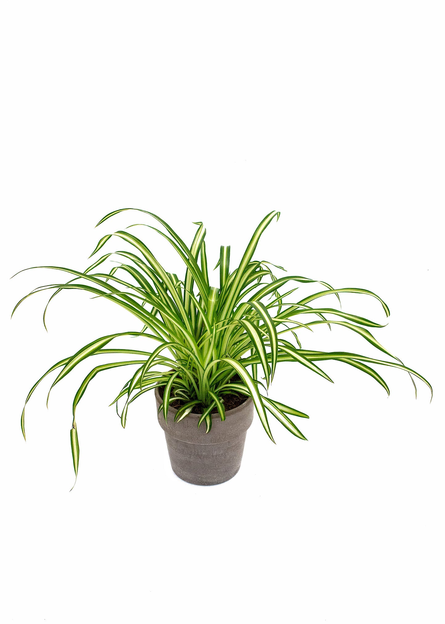 Chlorophytum Variegatum (Spider plant)