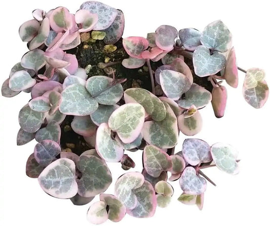 Variegated String of Hearts (Rare)