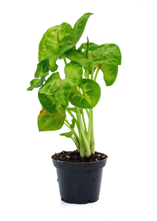 Syngonium podophyllum / 'Golden Green'