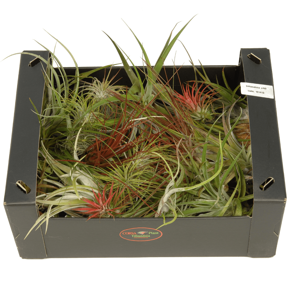 Small Air plant (mix)