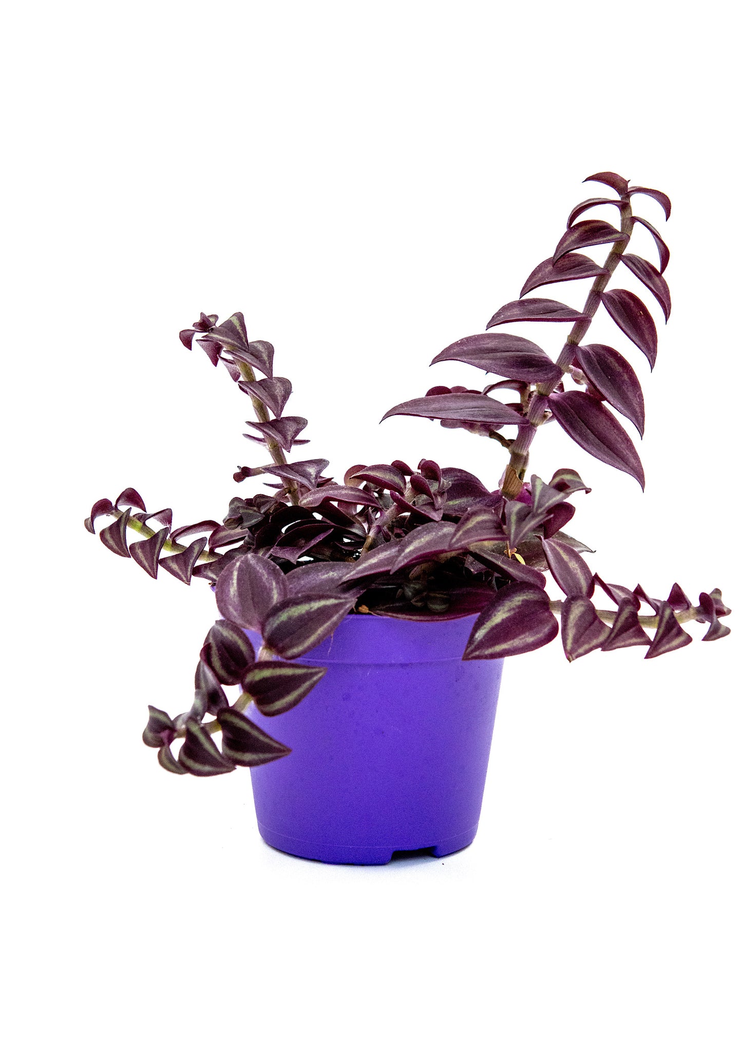 Tradescantia Purple Joy