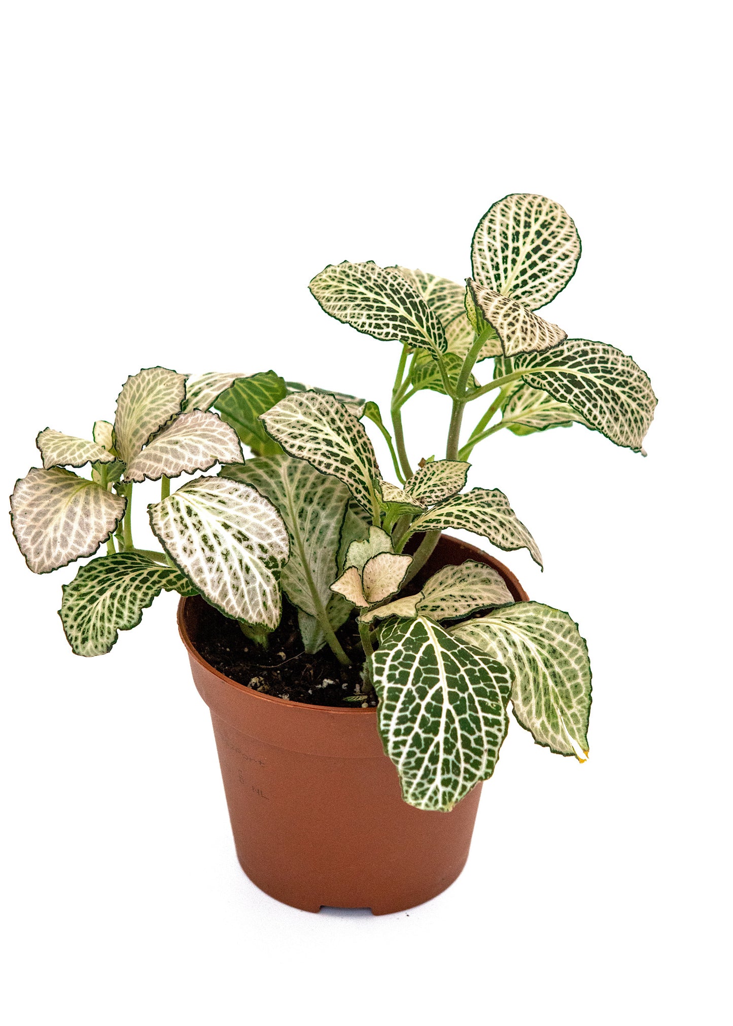 Fittonia White Anne (Nerve plant)