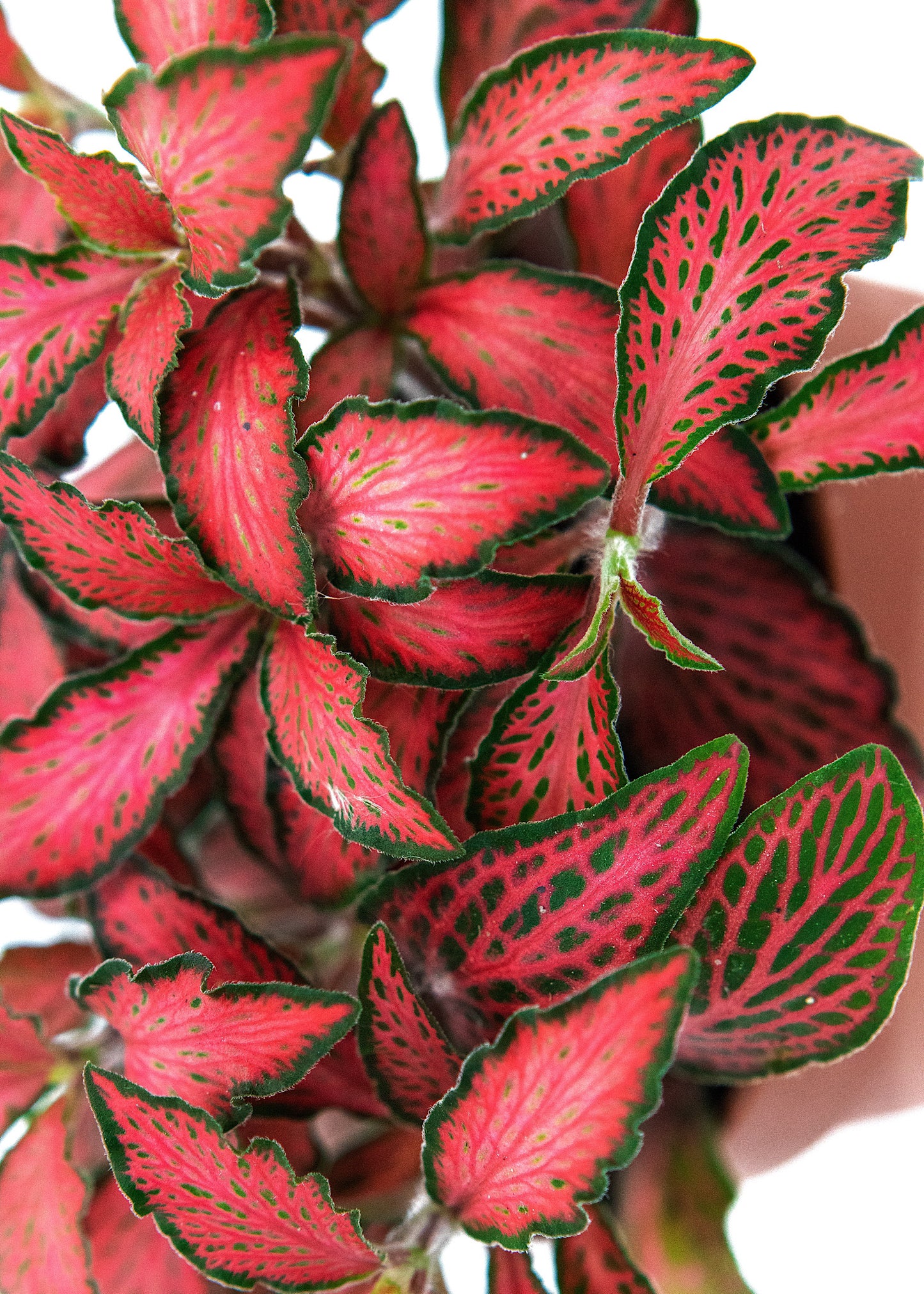 Fittonia Forest flame (Nerve plant)