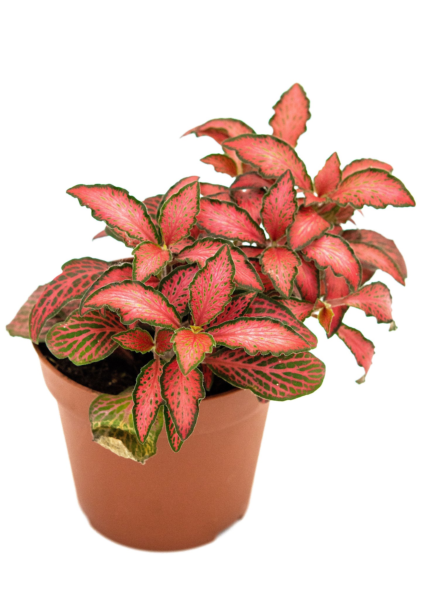 Fittonia Forest flame (Nerve plant)