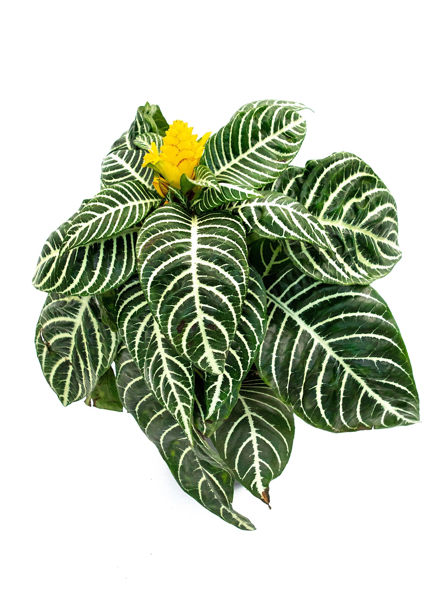 Aphelandra squarrosa / 'Zebra Plant'