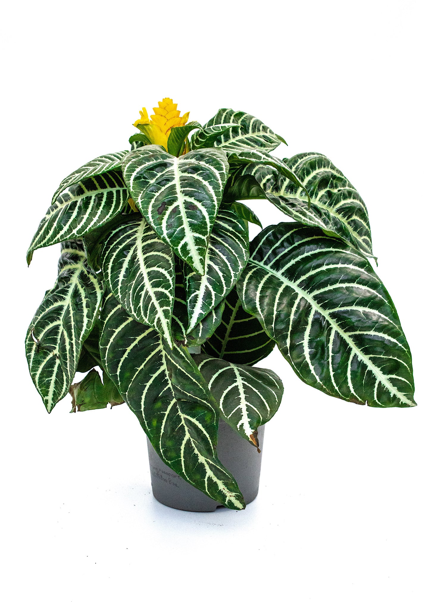 Aphelandra squarrosa / 'Zebra Plant'