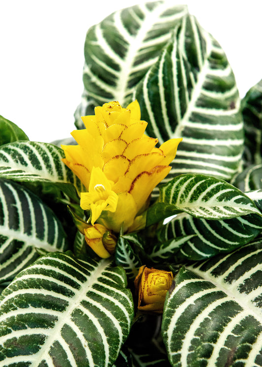 Aphelandra squarrosa / 'Zebra Plant'