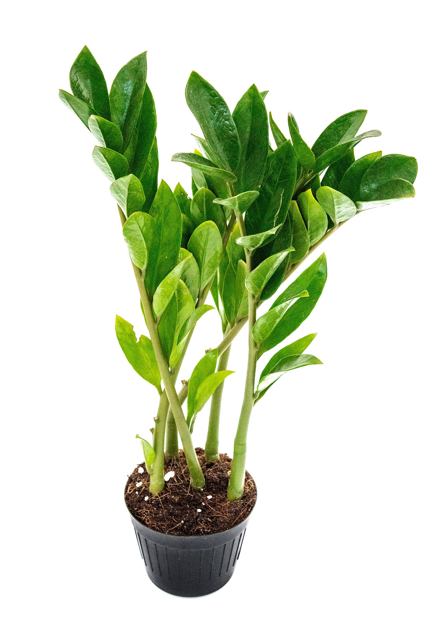 Zamioculcas zamiifolia (ZZ Plant)